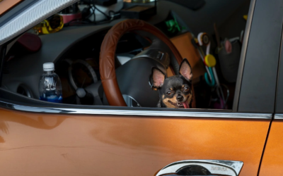 Autoverzekering: schade door huisdieren