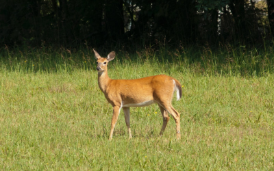 Het eigen risico bij aanrijdingen met een dier